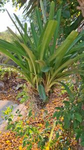 กล้วยไม้ กะเรกะร่อนเผือกทองใหญ่ กล้วยไม้สวยๆ ดอกมีกลิ่นหอม ออกดอกตลอดทั้งปี /Taeng Suan shop