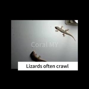 Gecko has disappeared forever ! CM Lizard repellent gecko repellent Lizard killer One bag of 12 tablets 2024 New upgraded formula more effective Ubat cicak paling berkesan Racun cicak paling kuat