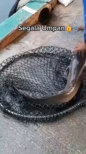 Essen Katilayu Original Isi 10ml Terlaris COD/Bayar Ditempat #TSM Product