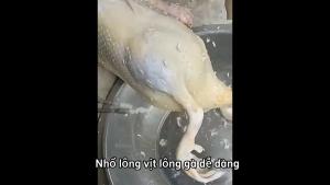 Máy nhổ lông vịt cầm tay Nhật Bảnmáy nhổ lông gia cầmmáy vặt lông gà vịt cầm tayloại bỏ lông gàlông vịtv.v.