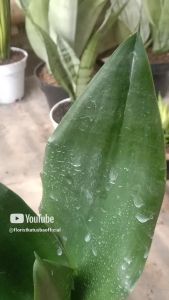 Tanaman Hias Sensivera Black Dragon - Bunga Daun Rumah Taman Dekoratif