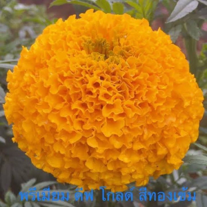 เมล็ดพันธุ์ดาวเรือง พรีเมี่ยมดีพโกลด์ สีทองเข้ม Mar271