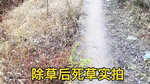 【Boleh membunuh trees】 pembunuh rumpai rabun rumput rabun rumput tabur rabun rumput mati akar rabun rumput paling berat