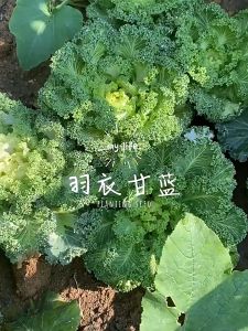 100เมล็ เมล็ดพันธุ์ดเคลใบหยิก คะน้าเคล   เคลใบหยิก คะน้าเคลใบหยิก งอกดี(Kale) เมล็ดพันธุ์ เมล็ดผัก  ปลูกง่าย โตไว ผลผลิตสูง