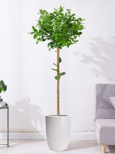 Minimalist All-Matching Straight Pure White Floor Knee High Extra Large Ceramic Flower Pot Bird of Paradise Green Radish Ceramic Large Flower Pot