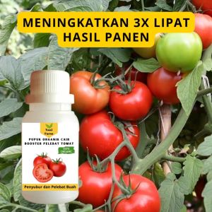 Pupuk Tomat Cepat Berbuah / Pupuk Pelebat Buah Tomat / Pupuk Booster Tomat Cair