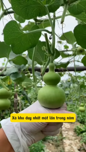 Hạt giống Bầu Hồ Lô Tí Hon - Gói 5 Hạt