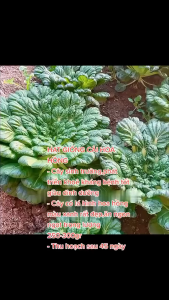 Combo 3 gói hạt giống rau cải hoa hồng xanh - Tặng 1 gói phân bón