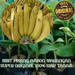 Bibit pisang ambon warangan super siap tanam