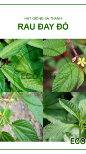[EcoSeeds] Combo Tiết Kiệm 5 Gói Hạt Giống Rau Đay Đỏ Nông Hưng Phú - Lai Cao Sản Sinh Trưởng Khỏe - Gói 20g