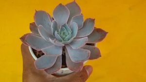 ต้นไม้อวบน้ำ กุหลาบหิน อิชิเวเรีย แคนเต Echeveria cante Glass & Mend.-Garc. #succulent  #Echeveria