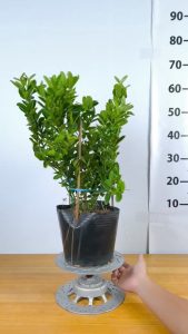 Cây Giống Siro Chiết Chuẩn Giống - Trái Sai Chùm - Đỏ Tím Đẹp - Vị Chua Ngọt - Cây Giống Vân Anh