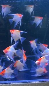 Albino Red Head Angelfish / Freshwater / 红眼红头神仙鱼