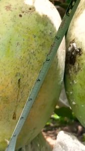 Bibit Mangga Indramayu: Cepat Berbuah & Berbuah di Dalam Pot