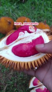 Bibit Durian Merah Super Okulasi Siap Berbuah