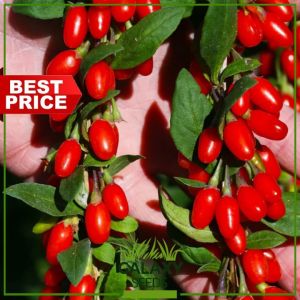 GalaxySeeds Goji Berry Seeds for Planting Fruit Plant (10 Seed) Red Wolfberry