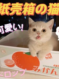 Cat Toy House Pet Corrugated Scratching Board Scratch Pad Cat Nest Box Bottom Layer Corrugated Paper Sharpener Cat Toys