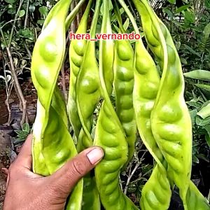 Bibit Pete Jumbo Tanaman Petai Super Okulasi Cepat Berbuah