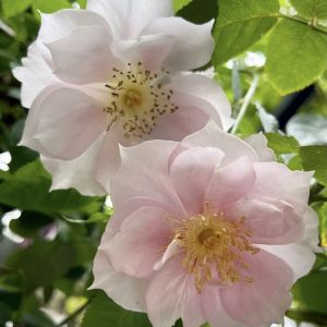 Love at First Sight Seedling Cutting Chinese Rose Super New Pinqinhua Single Lobe Heat-Resistant Disease-Resistant Balcony Garden Pot Seedling