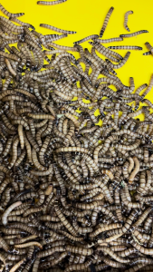 Live SuperWorms Locally Farmed in Singapore Fresh Active High Protein Same Next Day Delivery