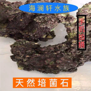 High Calcium Deep Sea Living Stone Sea Water Aquarium Landscape Coralite Explosion-Free Algae Landscape Glue Marine Fish Natural Fresh Sea Stone