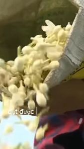 Tinh dầu hoa nhài làm thơm phòng Khử mùi thanh lọc không khí  kháng khuẩn nấm và thư giãn - Sunstoreoffice