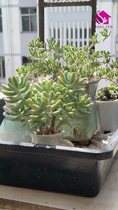 Sen đá Bánh Sinh Nhật size Trung 8 cm cây khỏe già vượt size