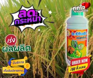 อะมิโนXสูตรเข้มข้น5X เร่งราก เร่งใบ เร่งแตกยอด เขียวใบตั้ง ต้นแข็งแรง