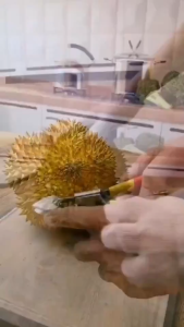 Tang Pembuka Durian Alat Pengupas Durian Anti Karat Alat Kupas Durian Tang Buka Duren Murah