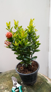 ต้นเข็มแคระ สีแดง ในกระถาง 6นิ้ว พร้อมปลูก ต้นเข็ม เข็มแคระแดง