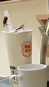 【Shipping from Malaysia】Japanese cockroach house kitchen cockroach killing glue bait 杀蟑剂