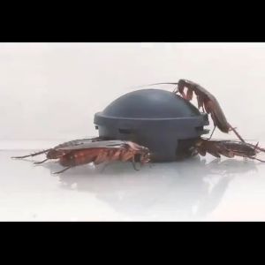 【new upgrade】Powerful Cockroach killer Cockroach eliminator Multi insect killer cockroach medicine Cockroach catcher Trap black box to kill cockroach lion tiger insect katol