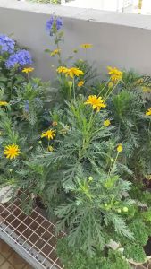 Các Combo Cây Gia Vị Âu JUN GARDEN Thơm Thảo Và Thảo Mộc Kèm Hướng Dẫn Chăm Cây