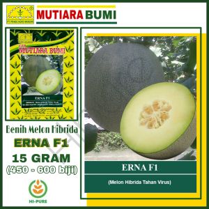 BENIH MELON HIBRIDA TAHAN GEMINI VIRUS ERNA F1 ISI 15 GRAM (± 450- 600 BIJI) TOLERAN TERHADAP PENYAKIT DOWNYMILDEW CAP MUTIARA BUMI