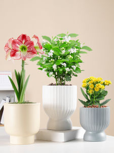 Chậu Hoa Gốm Bắc Âu Đơn Giản Chậu Hoa Thủy Tinh Dùng Trong Gia Đình Chậu Hoa Cây Phong Thủy Tulip Hoa Anh Đào Đặc Biệt Chậu Hoa Cây Xanh