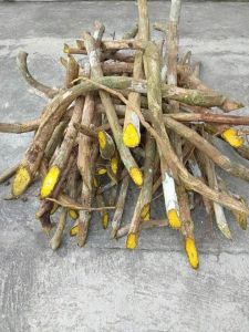 akar kayu bajakah kuning asli kalimantan bergaransi herbal alami