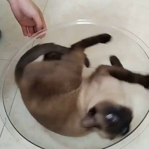 Cat Nest Accessories Dust-Proof Dome Space Capsule Cover Porthole Window Hemispherical Peek Look Out Pet Supplies