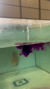 🐠 Hobbyist PREMIUM POTASSIUM PERMANGANATE SOLUTION FISH DISINFECTION Ubat Ikan Aquarium | 250 ML