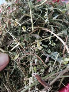 1kg Cây Chó Đẻ (Diệp Hạ Châu) - phơi khô