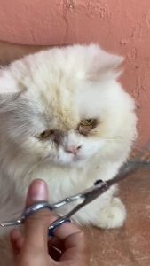 RAJA KNIFEZER Set Gunting Grooming Bulu Hewan Peliharaan anjing kucing 1 set paket lengkap - 62HRC