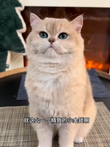 [ BẢN NÂNG CẤP ] vòng cổ khóa trường mệnh đem lại may mắn cho chó mèo - T3 PETS SHOP