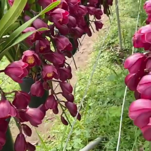 Củ giống hoa địa lan Santo mix màu - 1 Củ - FlowerSeeds