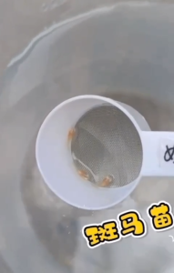 Mini Fishing Net Special Use For All The Baby Fish Easy To Feed