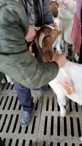 Comprehensive Guide to Pig Marking Tools & Livestock Identification