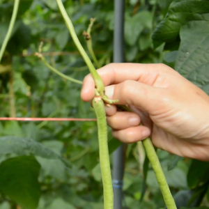 เมล็ดพันธุ์ ถั่วฝักยาววินนี่ (ซองรีเทลและซองม่วง)