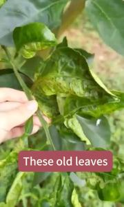 High-Efficiency Leaf Miner Control Insecticide 100ml Ideal for Eggplant Vegetables Outdoor Farm Plants and Indoor Greenery