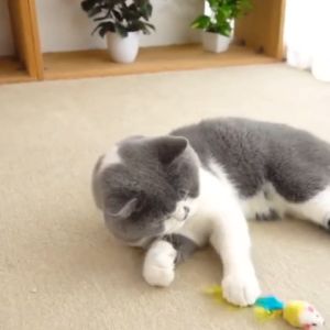 tongkat kucing berlonceng serta boneka tikus dan bulu warna warni aksesoris hewan peliharaan