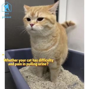 Vetplus Cystaid Plus 1 BOX (30 limbs) Urinary Care cures Urinary inflammation for cat