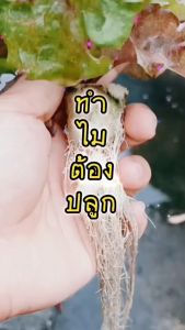 เรด คอรัล red coral 10000 pills(ไม่เคลือบ)