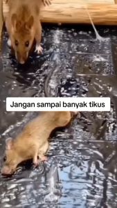 Lem Tikus Jumbo/ Magic Carpet/ Lem Tikus Karpet Super Lengket
